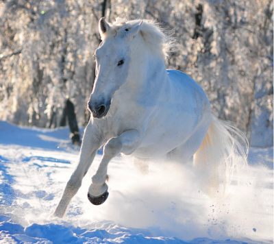 Орловский рысак - золотой генофонд породы
